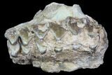 Oreodont Jaw Section With Teeth - South Dakota #81951-1